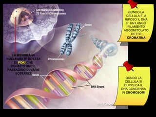 QUNDO LA
CELLULA E’ A
RIPOSO IL DNA
E’ UN LUNGO
FILAMENTO
AGGOMITOLATO
DETTO
CROMATINA
QUNDO LA
CELLULA SI
DUPPLICA IL
DNA CONDENSA
IN CROMOSOMI
LA MEMBRANA
NUCLEARE E’ DOTATA
DI PORI CHE
CONSENTONO IL
PASSAGGIO DI VARIE
SOSTANZE
 