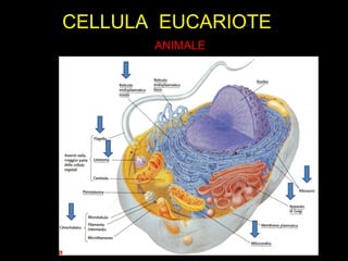 CELLULA EUCARIOTE
ANIMALE
 