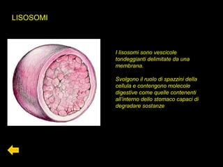 LISOSOMI
I lisosomi sono vescicole
tondeggianti delimitate da una
membrana.
Svolgono il ruolo di spazzini della
cellula e contengono molecole
digestive come quelle contenenti
all’interno dello stomaco capaci di
degradare sostanze
 