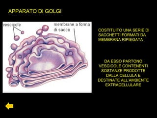 APPARATO DI GOLGI
COSTITUITO UNA SERIE DI
SACCHETTI FORMATI DA
MEMBRANA RIPIEGATA
DA ESSO PARTONO
VESCICOLE CONTENENTI
SOSTANZE PRODOTTE
DALLA CELLULA E
DESTINATE ALL’AMBIENTE
EXTRACELLULARE
 