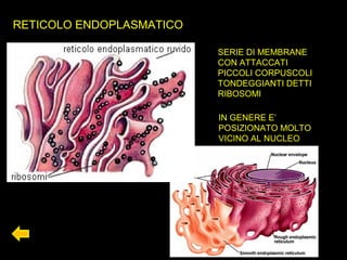 RETICOLO ENDOPLASMATICO
SERIE DI MEMBRANE
CON ATTACCATI
PICCOLI CORPUSCOLI
TONDEGGIANTI DETTI
RIBOSOMI
IN GENERE E’
POSIZIONATO MOLTO
VICINO AL NUCLEO
 