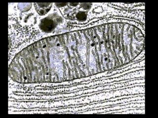 I MITOCONDRI
DOTATI DI DOPPIA MEMBRANA,
QUELLA INTERNA SI RIPIEGA
Più VOLTE. HANNO LA
FUNZIONE DI PRODURRE
ENERGIA MEDIANTE LA
RESPIRAZIONE CELLULARE
 