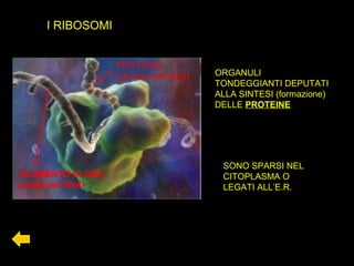 I RIBOSOMI
ORGANULI
TONDEGGIANTI DEPUTATI
ALLA SINTESI (formazione)
DELLE PROTEINE
FILAMENTO DI DNA
(copia del DNA)
PROTEINA
(struttura primaria)
SONO SPARSI NEL
CITOPLASMA O
LEGATI ALL’E.R.
 
