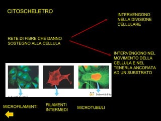 CITOSCHELETRO
RETE DI FIBRE CHE DANNO
SOSTEGNO ALLA CELLULA
INTERVENGONO
NELLA DIVISIONE
CELLULARE
INTERVENGONO NEL
MOVIMENTO DELLA
CELLULA E NEL
TENERLA ANCORATA
AD UN SUBSTRATO
Subunità di actina
Microfilamento
7 nm
Subunità fibrosa
10 nm
Filamento intermedio Microtubulo
25 nm
Subunità di tubulina
MICROFILAMENTI FILAMENTI
INTERMEDI
MICROTUBULI
 