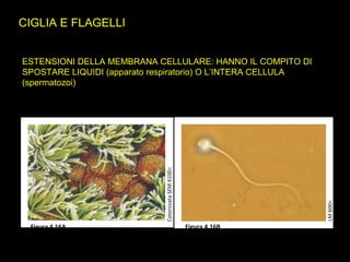 CIGLIA E FLAGELLI
ESTENSIONI DELLA MEMBRANA CELLULARE: HANNO IL COMPITO DI
SPOSTARE LIQUIDI (apparato respiratorio) O L’INTERA CELLULA
(spermatozoi)
LM600×
ColorizzataSEM4100×
Figura 4.16A Figura 4.16B
 