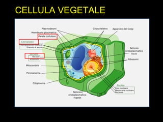 CELLULA VEGETALE
 