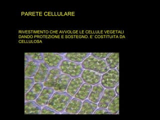 PARETE CELLULARE
RIVESTIMENTO CHE AVVOLGE LE CELLULE VEGETALI
DANDO PROTEZIONE E SOSTEGNO. E’ COSTITUITA DA
CELLULOSA
 