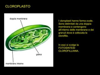 CLOROPLASTO
I cloroplasti hanno forma ovale.
Sono delimitati da una doppia
membrana e contengono
all’interno delle membrane e dei
granuli dove è collocata la
clorofilla.
In essi si svolge la
FOTOSINTESI
CLOROFILLIANA.
 