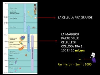 LA CELLULA PIU’ GRANDE
LA MAGGIOR
PARTE DELLE
CELLULE SI
COLLOCA TRA 1
100 E I 10 micron
Un micron = 1mm : 1000
 