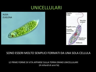 UNICELLULARI
ALGA:
EUGLENA
SONO ESSERI MOLTO SEMPLICI FORMATI DA UNA SOLA CELLULA
LE PRIME FORME DI VITA APPARSE SULLA TERRA ERANO UNICELLULARI
(4 miliardi di anni fa)
 