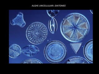 ALGHE UNICELLULARI: DIATOMEE
 