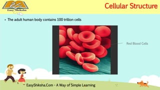 Red Blood Cells 
 The adult human body contains 100 trillion cells 
Cellular Structure 
EasyShiksha.Com - A Way of Simple Learning 
 