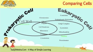 Chromosomes 
Cilia or 
Flagella 
Cell Membrane 
Ribosomeso 
Cytoplasm 
Cytoskeleton 
Cell Wall 
(NO NUCLEUS) 
Centrioles 
Endoplasmic Reticulum 
Golgi Complex 
Lysosomes 
Mitochondria 
Nucleus 
Peroxisomes 
EasyShiksha.Com - A Way of Simple Learning 
Comparing Cells 
 