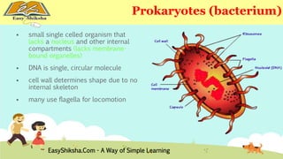  small single celled organism that 
lacks a nucleus and other internal 
compartments (lacks membrane-bound 
organelles) 
 DNA is single, circular molecule 
Prokaryotes (bacterium) 
 cell wall determines shape due to no 
internal skeleton 
 many use flagella for locomotion 
EasyShiksha.Com - A Way of Simple Learning 
 