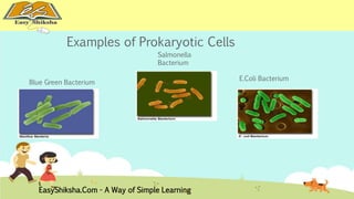 Examples of Prokaryotic Cells 
Blue Green Bacterium 
E.Coli Bacterium 
Salmonella 
Bacterium 
EasyShiksha.Com - A Way of Simple Learning 
 