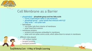 Cell Membrane as a Barrier 
 phospholipid – phosphate group and two fatty acids 
 Forms a lipid bilayer within a cell membrane 
 phosphate group – polar heads that interacts with H20 
 fatty acids – non-polar tails 
 lipid bilayer 
 non-polar tails form interior of membrane 
 polar head form exterior 
 membrane proteins 
 proteins and enzymes embedded in membrane 
 polar and non-polar amino acids, which allow them to remain in membrane 
 different roles played: 
 cell-surface marker 
 receptor proteins 
 transport proteins 
EasyShiksha.Com - A Way of Simple Learning 
 