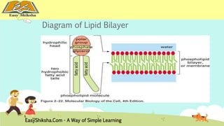 Diagram of Lipid Bilayer 
EasyShiksha.Com - A Way of Simple Learning 
 