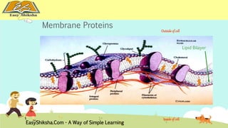 Membrane Proteins 
Lipid Bilayer 
Outside of cell 
Inside of cell 
EasyShiksha.Com - A Way of Simple Learning 
 