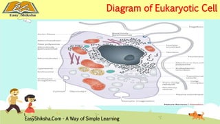 Diagram of Eukaryotic Cell 
EasyShiksha.Com - A Way of Simple Learning 
 