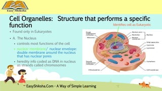Cell Organelles: Structure that performs a specific 
function 
 Found only in Eukaryotes 
 A. The Nucleus 
 controls most functions of the cell 
 nuclear membrane/ nuclear envelope: 
double membrane around the nucleus 
that has nuclear pores 
 heredity info coded as DNA in nucleus 
as strands called chromosomes 
Identifies cell as Eukaryotic 
EasyShiksha.Com - A Way of Simple Learning 
 
