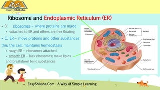 Ribosome and Endoplasmic Reticulum (ER) 
 B. ribosomes – where proteins are made 
 -attached to ER and others are free floating 
 C. ER – move proteins and other substances 
thru the cell, maintains homeostasis 
 rough ER – ribosomes attached 
 smooth ER – lack ribosomes; make lipids 
and breakdown toxic substances 
EasyShiksha.Com - A Way of Simple Learning 
 