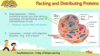 D. Golgi Apparatus – flatten, 
Packing and Distributing Proteins 
membrane-bound sacs that serve as 
packaging and distributing center of 
cell(warehouse of cell) 
 Produces vesicles filled with proteins 
E. Lysosomes – contain cell’s digestive 
enzymes (Fig. 3.15 in book) 
EasyShiksha.Com - A Way of Simple Learning 
 