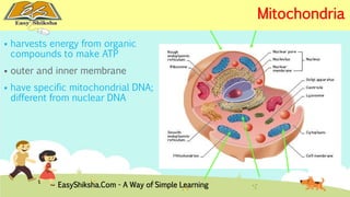  harvests energy from organic 
compounds to make ATP 
 outer and inner membrane 
 have specific mitochondrial DNA; 
different from nuclear DNA 
EasyShiksha.Com - A Way of Simple Learning 
Mitochondria 
 