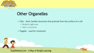 Other Organelles 
 Cilia: short, hairlike structures that protrude from the surface of a cell 
 Packed in tight rows 
 Help in movement 
 Flagella: used for movement 
EasyShiksha.Com - A Way of Simple Learning 
 