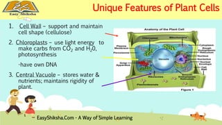 Unique Features of Plant Cells 
1. Cell Wall – support and maintain 
cell shape (cellulose) 
2. Chloroplasts – use light energy to 
make carbs from CO2 and H20, 
photosynthesis 
-have own DNA 
3. Central Vacuole – stores water & 
nutrients; maintains rigidity of 
plant. 
EasyShiksha.Com - A Way of Simple Learning 
 