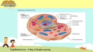 Anatomy of Animal Cell 
EasyShiksha.Com - A Way of Simple Learning 
 