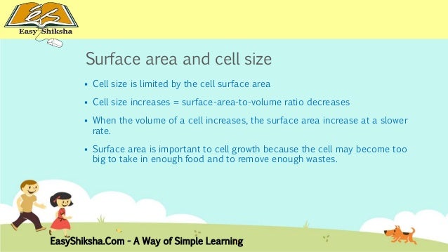 cellular system as cell size increases the