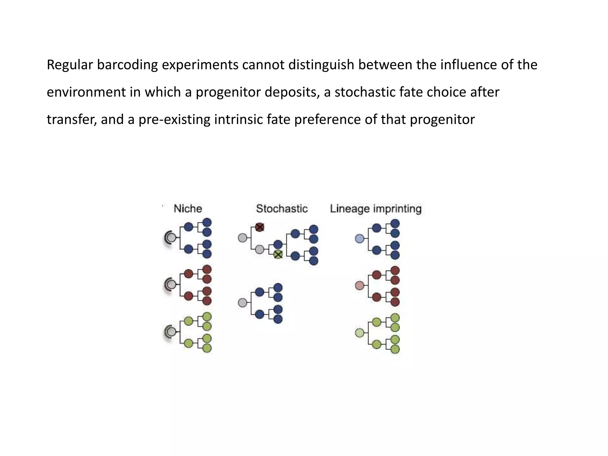 Cellular barcoding’ in hematopoiesis | PPTX