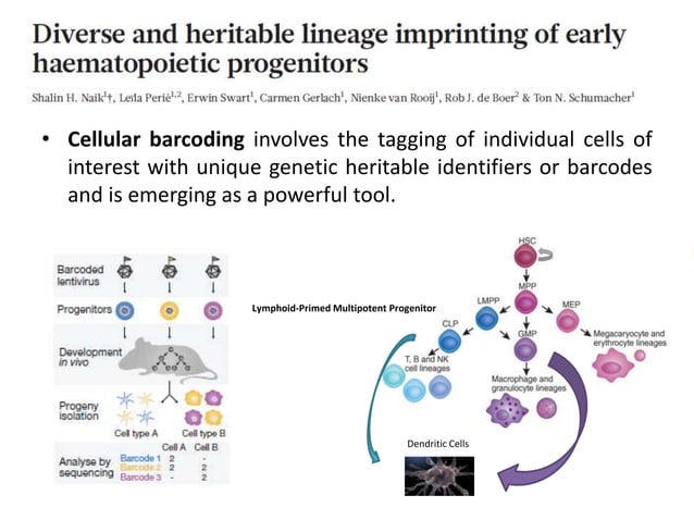 Cellular barcoding’ in hematopoiesis | PPT