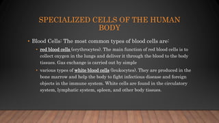 SPECIALIZED CELLS OF THE HUMAN
BODY
• Blood Cells: The most common types of blood cells are:
• red blood cells (erythrocytes). The main function of red blood cells is to
collect oxygen in the lungs and deliver it through the blood to the body
tissues. Gas exchange is carried out by simple
• various types of white blood cells (leukocytes). They are produced in the
bone marrow and help the body to fight infectious disease and foreign
objects in the immune system. White cells are found in the circulatory
system, lymphatic system, spleen, and other body tissues.
 