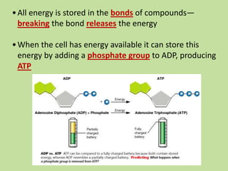 •All energy is stored in the bonds of compounds—
breaking the bond releases the energy
•When the cell has energy available it can store this
energy by adding a phosphate group to ADP, producing
ATP
 
