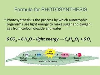 • Photosynthesis is the process by which autotrophic
organisms use light energy to make sugar and oxygen
gas from carbon dioxide and water
Formula for PHOTOSYNTHESIS
Carbon
dioxide
Water Glucose Oxygen
gas
PHOTOSYNTHESIS
6 CO2 + 6 H2O + light energy → C6H12O6 + 6 O2
 