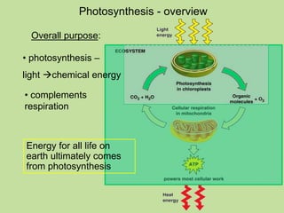 Overall purpose:
Photosynthesis - overview
• photosynthesis –
light chemical energy
• complements
respiration
Energy for all life on
earth ultimately comes
from photosynthesis
 