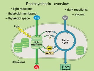 Photosynthesis - overview
– thylakoid membrane
– thylakoid space
– stroma
• light reactions: • dark reactions:
Light
H2O
Chloroplast
Light
Reactions
NADP+
P
ADP
+
ATP
NADPH
O2
Calvin
Cycle
CO2
[CH2O]
(sugar)
 