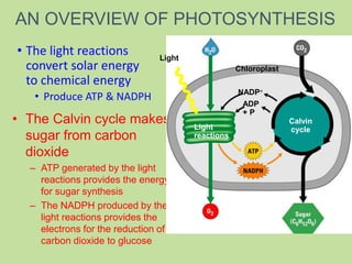 • The Calvin cycle makes
sugar from carbon
dioxide
– ATP generated by the light
reactions provides the energy
for sugar synthesis
– The NADPH produced by the
light reactions provides the
electrons for the reduction of
carbon dioxide to glucose
Light
Chloroplast
Light
reactions
Calvin
cycle
NADP
ADP
+ P
• The light reactions
convert solar energy
to chemical energy
• Produce ATP & NADPH
AN OVERVIEW OF PHOTOSYNTHESIS
 