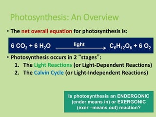 Photosynthesis: An Overview
• The net overall equation for photosynthesis is:
• Photosynthesis occurs in 2 “stages”:
1. The Light Reactions (or Light-Dependent Reactions)
2. The Calvin Cycle (or Light-Independent Reactions)
16
6 CO2 + 6 H2O C6H12O6 + 6 O2
light
Is photosynthesis an ENDERGONIC
(ender means in) or EXERGONIC
(exer –means out) reaction?
 