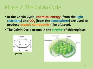 Phase 2: The Calvin Cycle
• In the Calvin Cycle, chemical energy (from the light
reactions) and CO2 (from the atmosphere) are used to
produce organic compounds (like glucose).
• The Calvin Cycle occurs in the stroma of chloroplasts.
17
glucose.
 