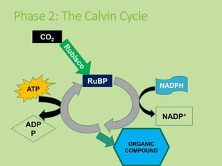 Phase 2: The Calvin Cycle
ORGANIC
COMPOUND
NADPH
NADP+
ATP
ADP
P
RuBP
CO2
 