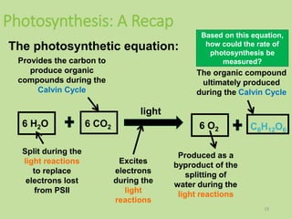Photosynthesis: A Recap
19
Based on this equation,
how could the rate of
photosynthesis be
measured?
The photosynthetic equation:
light
Excites
electrons
during the
light
reactions
6 H2O
Split during the
light reactions
to replace
electrons lost
from PSII
6 CO2
Provides the carbon to
produce organic
compounds during the
Calvin Cycle
Produced as a
byproduct of the
splitting of
water during the
light reactions
6 O2 C6H12O6
The organic compound
ultimately produced
during the Calvin Cycle
 