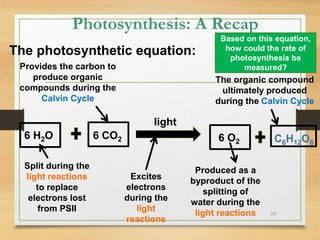 Photosynthesis: A Recap
24
Based on this equation,
how could the rate of
photosynthesis be
measured?
The photosynthetic equation:
light
Excites
electrons
during the
light
reactions
6 H2O
Split during the
light reactions
to replace
electrons lost
from PSII
6 CO2
Provides the carbon to
produce organic
compounds during the
Calvin Cycle
Produced as a
byproduct of the
splitting of
water during the
light reactions
6 O2 C6H12O6
The organic compound
ultimately produced
during the Calvin Cycle
 