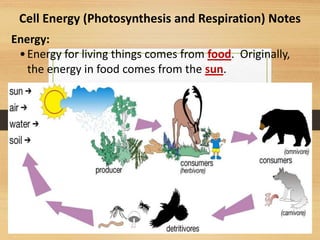 Cell Energy (Photosynthesis and Respiration) Notes
Energy:
•Energy for living things comes from food. Originally,
the energy in food comes from the sun.
 