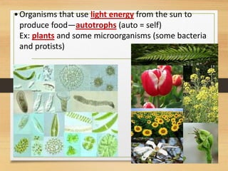 •Organisms that use light energy from the sun to
produce food—autotrophs (auto = self)
Ex: plants and some microorganisms (some bacteria
and protists)
 