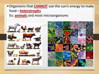 •Organisms that CANNOT use the sun’s energy to make
food—heterotrophs
Ex: animals and most microorganisms
 