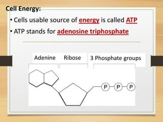 Adenine Ribose 3 Phosphate groups
Cell Energy:
• Cells usable source of energy is called ATP
• ATP stands for adenosine triphosphate
 