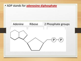 • ADP stands for adenosine diphosphate
Adenine Ribose 2 Phosphate groups
 