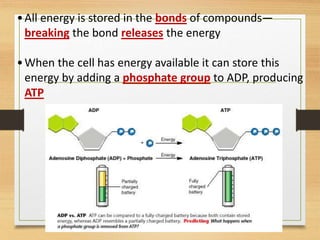 •All energy is stored in the bonds of compounds—
breaking the bond releases the energy
•When the cell has energy available it can store this
energy by adding a phosphate group to ADP, producing
ATP
 